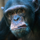 Illustration for article titled When chimps have a midlife crisis